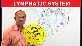 Introduction to Lymphatic System  Lymph Nodes [upl. by Nettle]