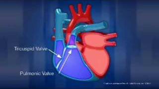 Heart Anatomy [upl. by Efar]