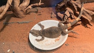 Chuckwalla Feeding [upl. by Eimam]