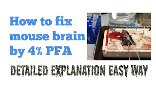 Fixation of mouse brain by perfusion technique [upl. by Mutz545]