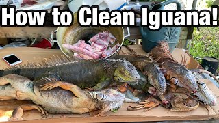 HOW TO CLEAN IGUANA FOR MEAT THE FASTEST WAY TO HARVEST [upl. by Wojcik]