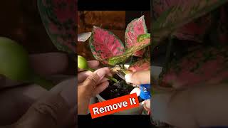 UNTOLD Aglaonema Plant Care TIPS [upl. by Penny]