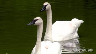 Swan Cygnets Swimming [upl. by Enilhtak]