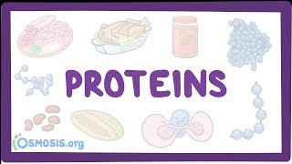 Proteins [upl. by Aldis973]