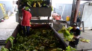 Tobacco Farming in Eastern North Carolina Documentary [upl. by Aitan]