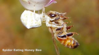 What Do Spiders Eat Spiders Food [upl. by Meeks]