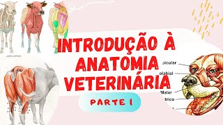 Introdução à Anatomia Veterinária part 1 [upl. by Davine798]