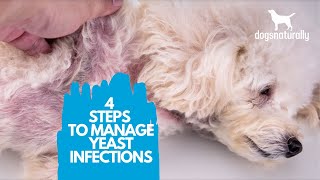 4 Simple Steps to Manage Yeast Infections in Dogs [upl. by Akenet]