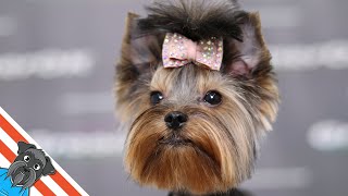 Yorkshire terrier grooming [upl. by Nohsad677]