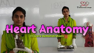 Heart anatomy in Bangla  Parts Blood supply Nerve supply  Viscera demonstration [upl. by Domini]