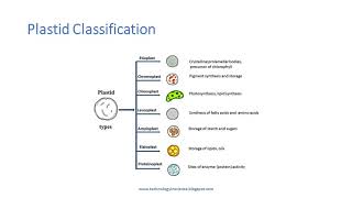 Plastids  Introduction Types and Functions [upl. by Fatima]