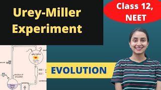 Millers Experiment  Class 12  Evolution [upl. by Azerila757]