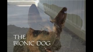 The Bionic Dog  The Next Generation [upl. by Aznecniv285]