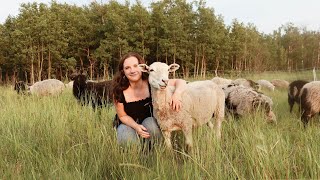 How I Got Into Sheep  Prairie Shepherdess [upl. by Bashemath439]