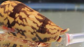 Killer Cone Snails [upl. by Andres]