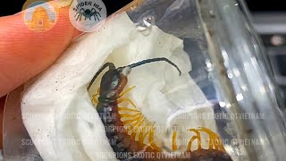 Unbox amp Set Up Scolopendra gigantea quotBlackquot morph size pling [upl. by Aneetsyrk]