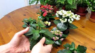 How to Prune  Deadhead Kalanchoe blossfeldiana Succulent Plants [upl. by Oniotna]