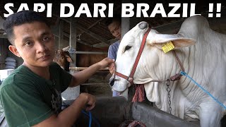 SAPI NELORE BRAZIL  BESAR SAMA BOBOTNYA BEDA [upl. by Einama]