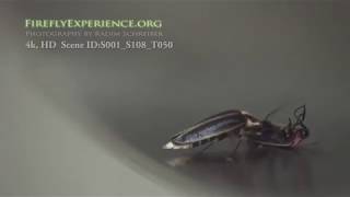 Firefly Predation  Photuris vs Photinus Carolinus [upl. by Moreville]