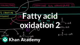 Fatty Acid Oxidation  Part II [upl. by Oswal]