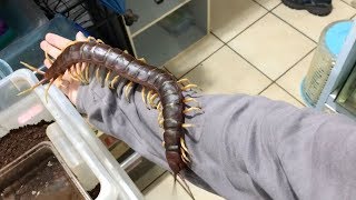 Giant Pet Centipede Crawls All Over Its Owner [upl. by Trauts]