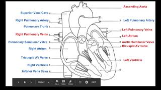 Biology 20 Labelling the Heart [upl. by Anrak]