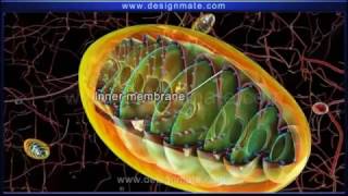 ATP Synthesis Chemiosmosis [upl. by Maryjane]