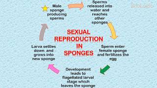 Reproduction in Sponges [upl. by Ecile]