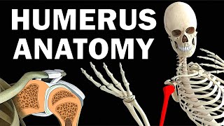 HUMERUS ANATOMY [upl. by Draned]