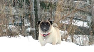 Puppy Love Guide to Pugs  Pug Care 101 [upl. by Dylan]