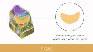 Unique Features of Plant Cells [upl. by Roldan616]