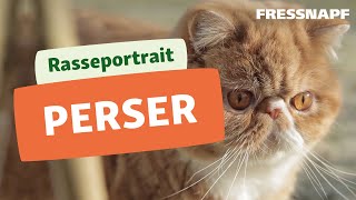 Perser Katze Rasseportrait  FRESSNAPF [upl. by Misak]