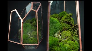 🌿 Mini terrario de musgo  Terrarium DIY [upl. by Vihs]