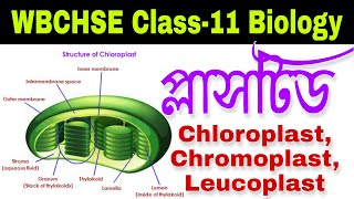 Plastids in BengaliTypes of PlastidsChloroplast ChromoplastLeucoplastPdf NotesClass 11 Biology [upl. by Eveivaneg794]