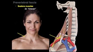 Muscles of the neck [upl. by Waverley352]