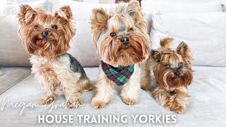 House Training Yorkies  Yorkie Training Secrets [upl. by Dow]