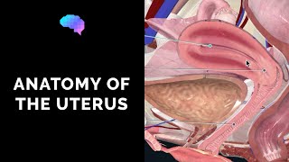 Anatomy of the Uterus  Ovaries  3D Anatomy Tutorial  UKMLA  CPSA  PLAB 2 [upl. by Nimra]