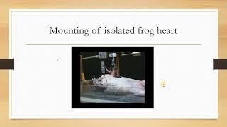 Effect of drugs on isolated frog heart [upl. by Noby]