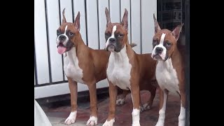 Boxer Breeder in India II Eastwood Boxers II Tailwaggers [upl. by Harleigh]