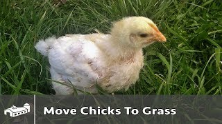 When to move chickens out of brooder  AMA S6E5 [upl. by Freedman]