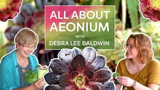 All About AEONIUM with Debra Lee Baldwin [upl. by Lallage]