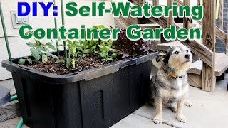 DIY SelfWatering Container Garden [upl. by Cynde]