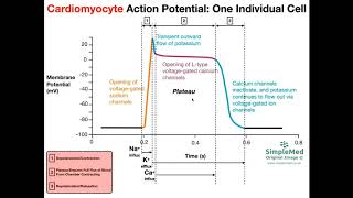 Cardiac Muscle Action Potential Diagram EXPLAINED [upl. by Frasch369]