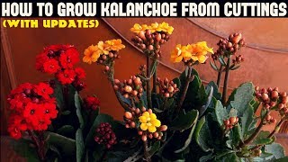 How To Grow Kalanchoe From CuttingsWITH UPDATES [upl. by Cherri]