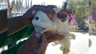 MOST RARE Albino Animals [upl. by Bergstein]