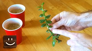 Propagating jade plants using branches stems and leaves [upl. by Kalil727]