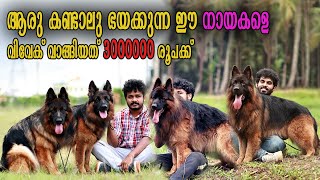 30 ലക്ഷം രൂപയുടെ നായ  Vickies Greeny [upl. by Noraa646]