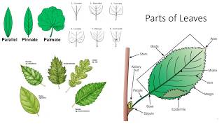 Plant Anatomy and Morphology [upl. by Enila136]