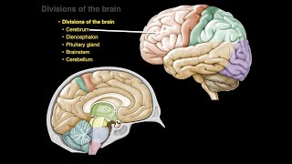 2Minute Neuroscience Cerebral Cortex [upl. by Mogerly]