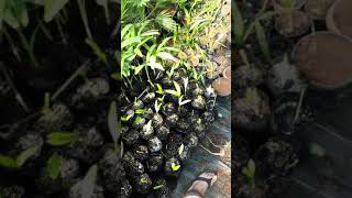 Fox tail palm seeds germinating [upl. by Ajay940]